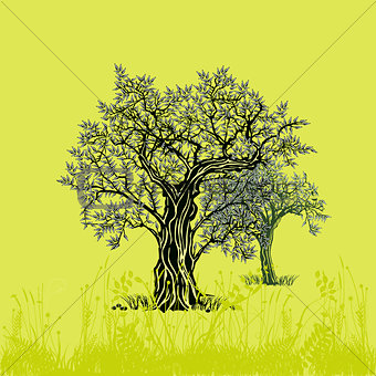 Olive trees on olive illustration