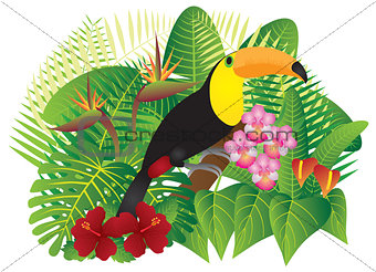 Toucan in Tropical Forest with Foliage and Flowers Color Illustr