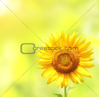 Sunflower on blurred sunny background