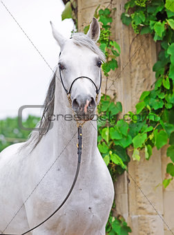 portrait of white purebred arabian stallion