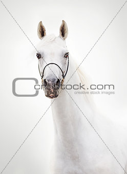 portrait of white beautiful arabian stallion
