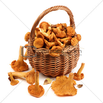 Raw Chanterelles Mushrooms