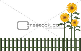Background fence and sunflowers