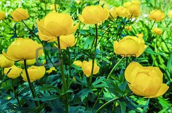 Beautiful yellow flowers Trollius asiaticus on flowerbed in gar
