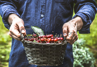 Farmer with cherries
