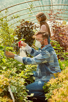 People fertilizing plants in greenhouse