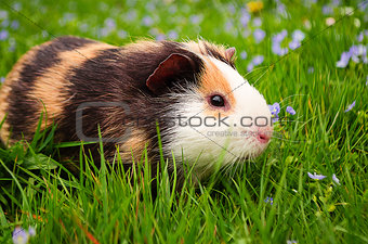 guinea pig walks in the fresh air and eating 