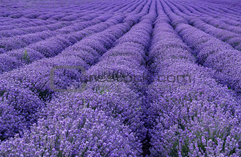blooming lavender rows