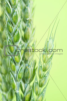 Fresh Green wheat