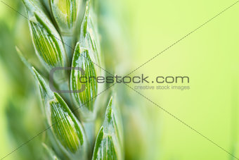 Green wheat close up