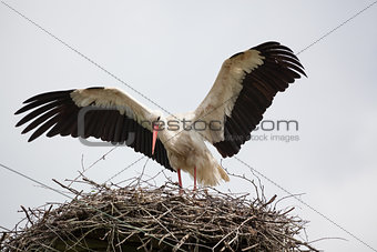 The adult white stork in a nest has raised wings
