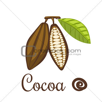 Cocoa beans vector illustration.