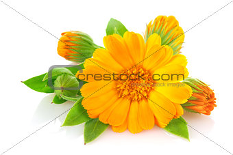 Flowers of calendula with green leaves