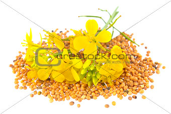 Flowers and seeds of mustard