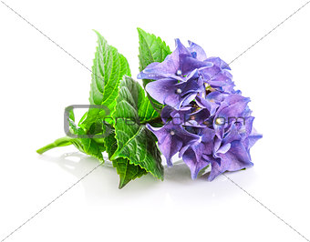 Branch blue hydrangea with green leaf