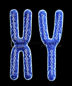 Two chromosome X and Y