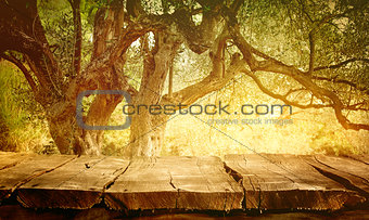 Table with olive tree