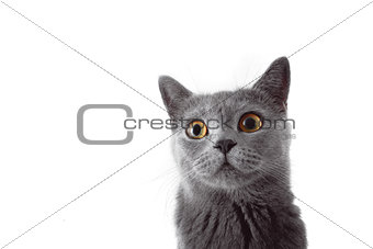 Gray cat looking at camera. Isolated on white background