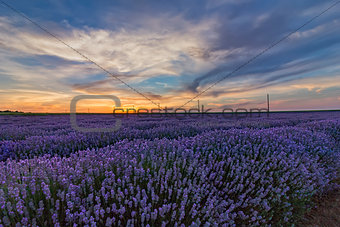 landscape of lavender field