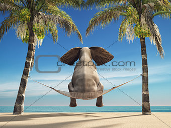 An elephant sitting in a hammock 