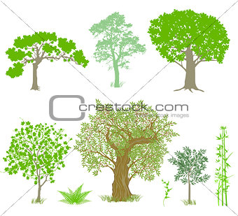Decorative deciduous trees illustration