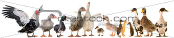 gooses and ducks