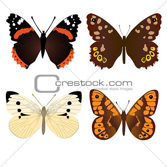 Collection of four common butterflies