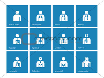 Human Anatomy lymphatic, integumentary, urogenital, endocrine, respiratory, nervous and digestive systems icons on blue background.