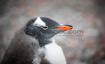 Portrait of a penguin muzzle close-up. Andreev.