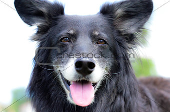 Black shepherd dog