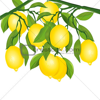 Lemons on tree illustration