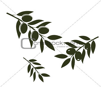Olive Branches Vector