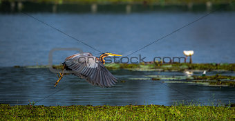 Purple Heron with open wings