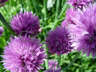 Chives IV