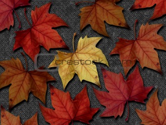 Autumn Leaves I