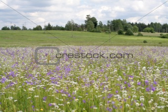 Daisy and bluebell field