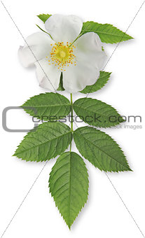 white flower wild rose 