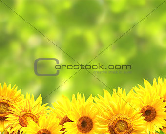 Sunflowers on blurred green background