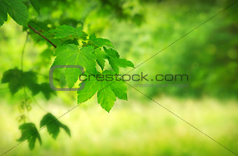 Green maple leaves over blurred foliage background.