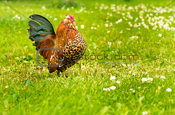 Antwerp rooster beauty