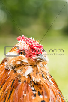 Antwerp rooster portrait