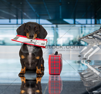 dog in airport terminal on vacation