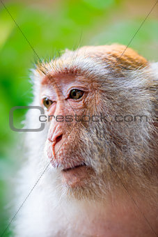 Monkey face close-up on nature background