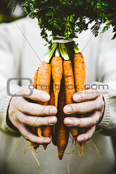 Fresh carrots and farmer