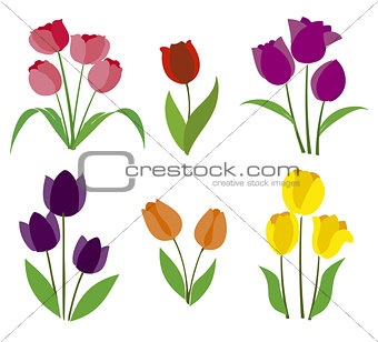 colored tulips vector