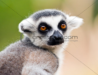 Head of ring-tailed lemur (Lemur catta)