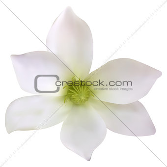 Beautiful painted colorful flower. Vector Illustration. 