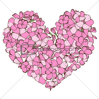 Heart of gently pink phlox flowers isolated on white background. Vector illustration.
