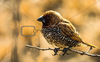 Scaly Breasted Munia Detailed Image