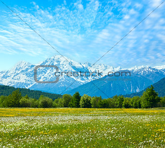 Spring dandelion mountain meadow